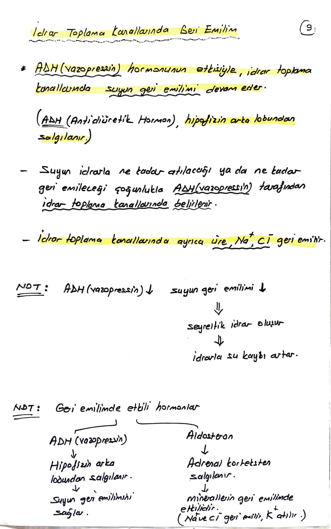 блемі
BOŞALTIM SİSTEMİ
Homeostasının (kararlı iç dengesin) korunmasını sağlar.
Boşaltım sistemi Organları
① Böbrekler (2 tane)
Üreter (