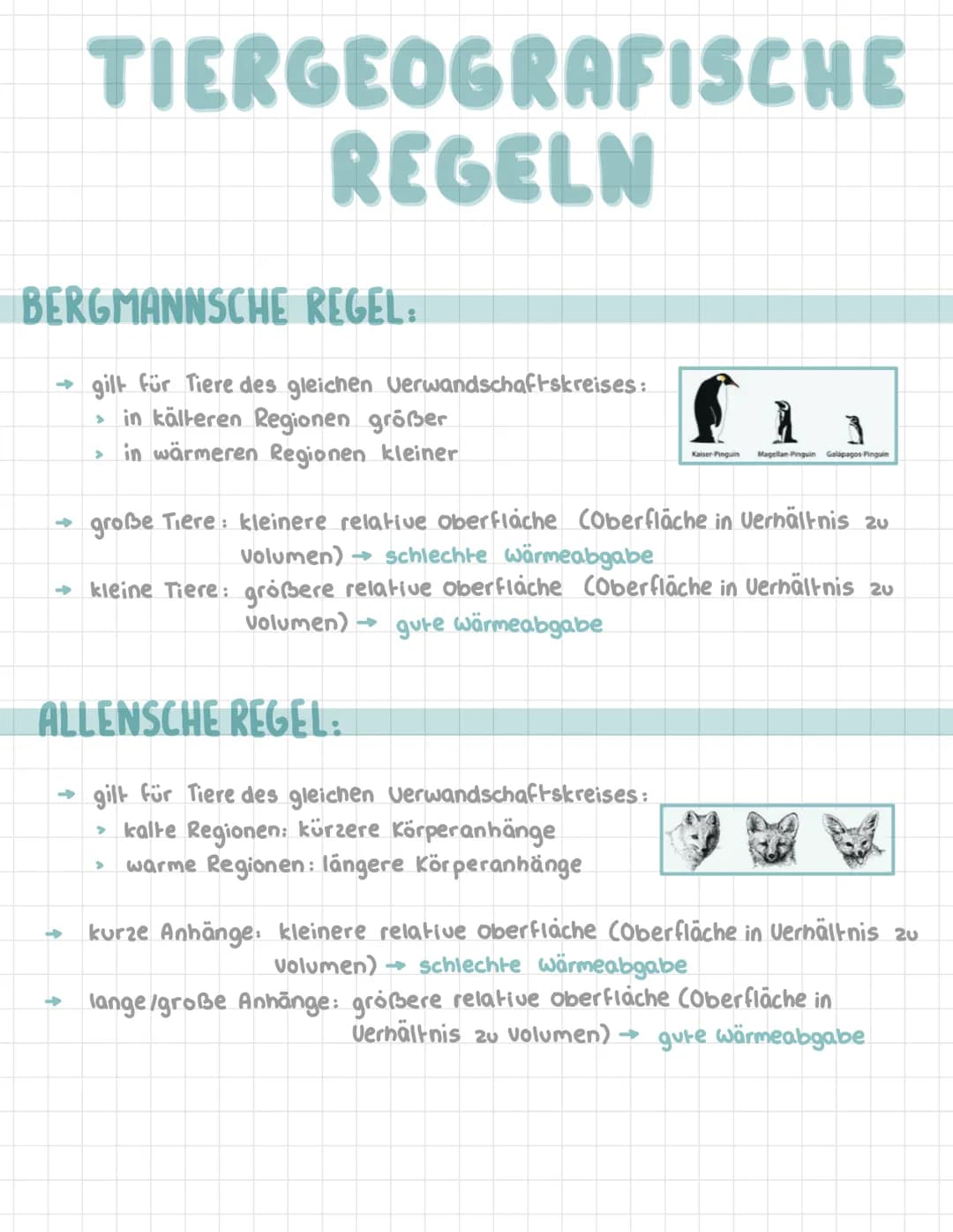 # TIERGEOGRAFISCHE
REGELN
BERGMANNSCHE REGEL:
→gilt für Tiere des gleichen Verwandschaftskreises:
> in kälteren Regionen größer
> in wärme