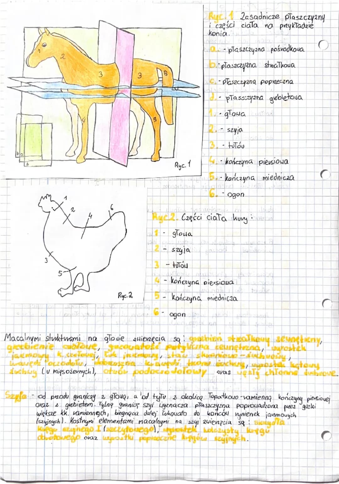 # Części i okolice ciała zwierząt
Części i okolice ciała zwierząt opisuje anatomia topograficzna.
Jej celem jest nauczenie widzenia prestre