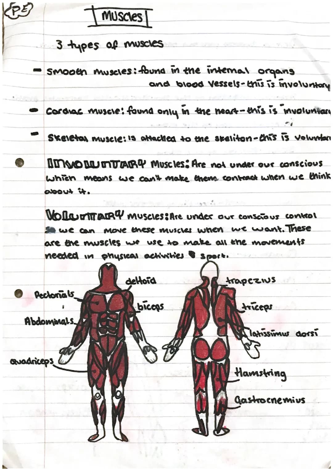 Muscles
3 types of muscles
- smooth muscles: found in the intermal organs
and blood vessels- this is involuntary
- Cardiac muscle: found o