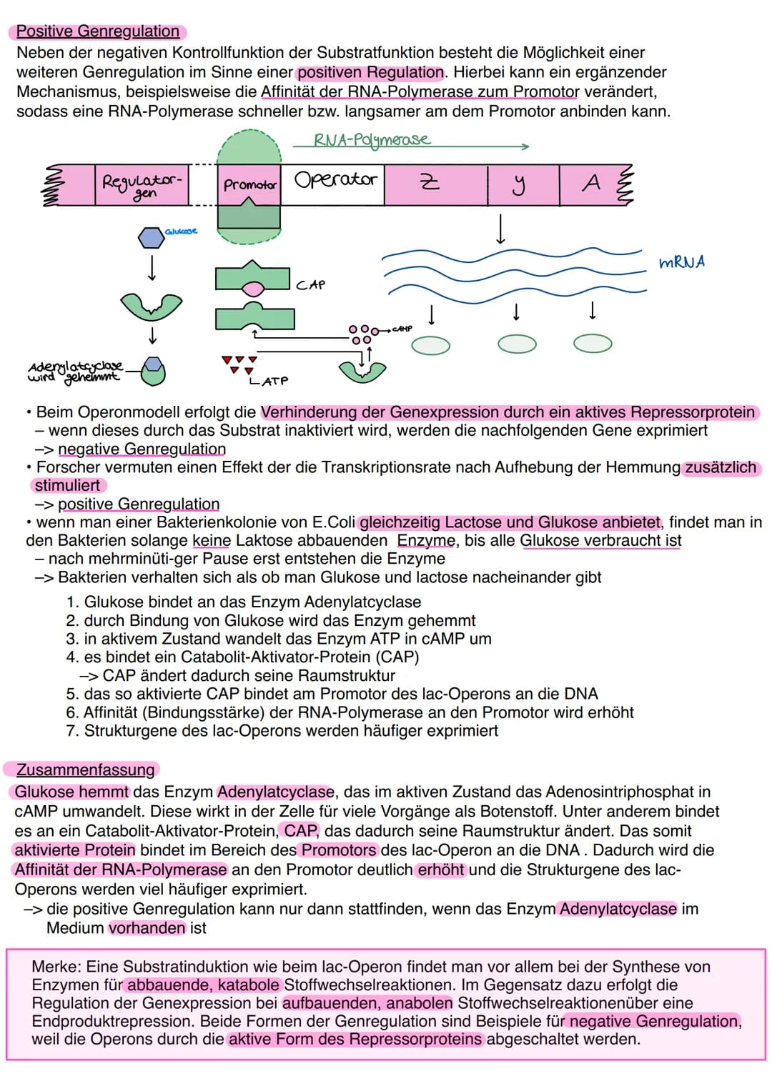 # Genregulation
bezeichnet in der Biologie die Steuerung der Aktivität von Genen, genauer die Steuerung der
Genexpression. Sie bestimmt, ob