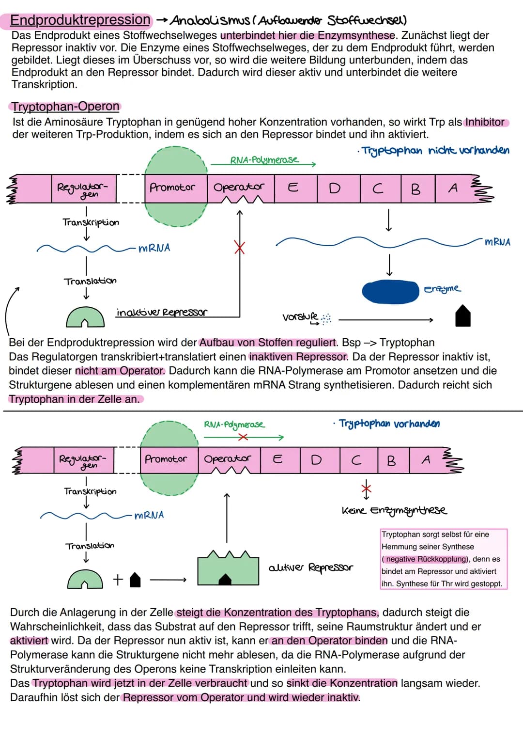 # Genregulation
bezeichnet in der Biologie die Steuerung der Aktivität von Genen, genauer die Steuerung der
Genexpression. Sie bestimmt, ob