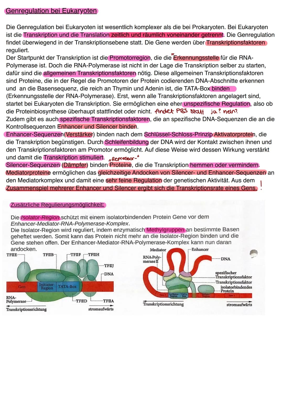 # Genregulation
bezeichnet in der Biologie die Steuerung der Aktivität von Genen, genauer die Steuerung der
Genexpression. Sie bestimmt, ob