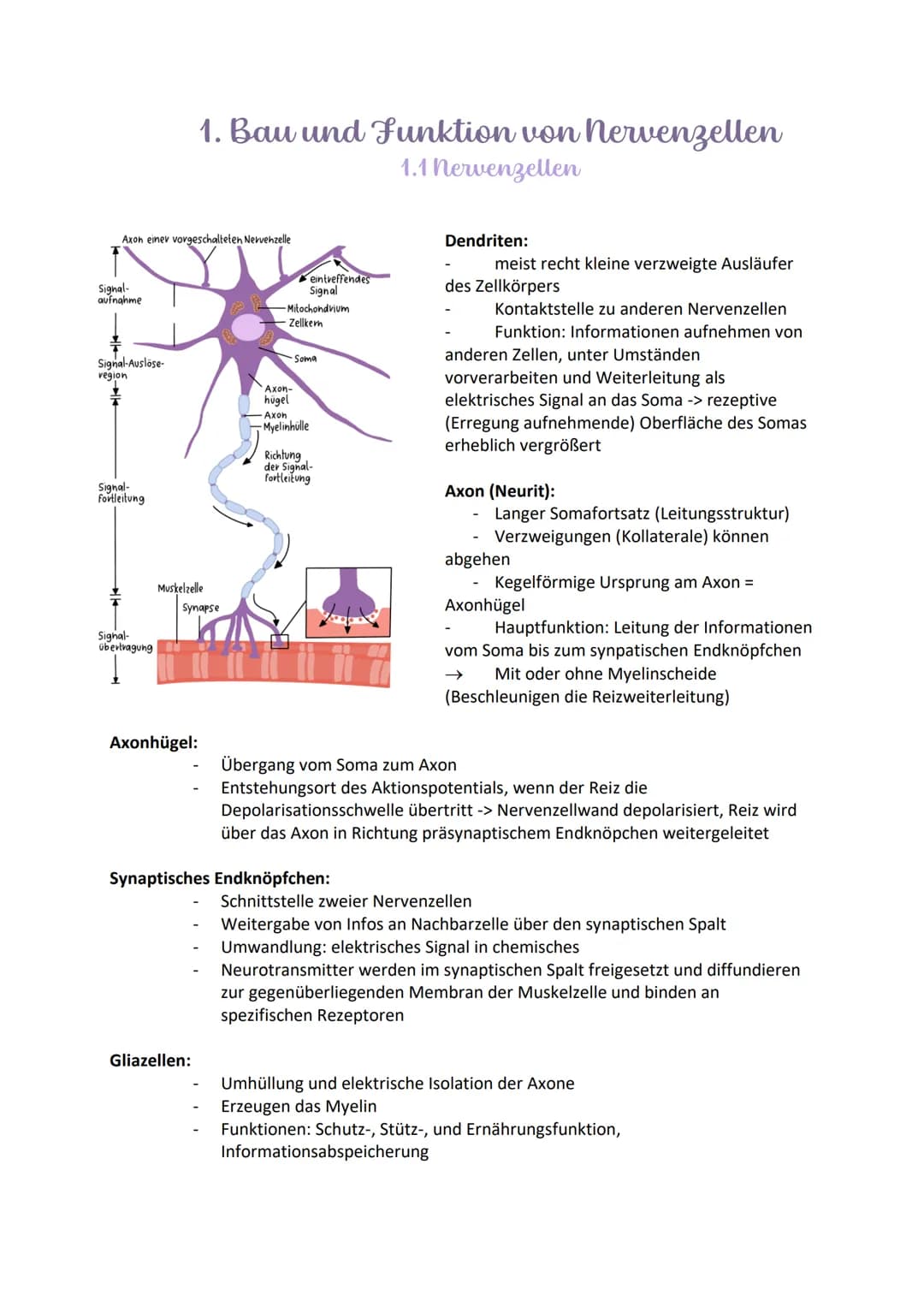 <h2>Aufbau und Funktionen von Neuronen</h2>
<p>Die Nervenzelle, auch Neuron genannt, hat verschiedene Bestandteile, die für ihre Funktion v