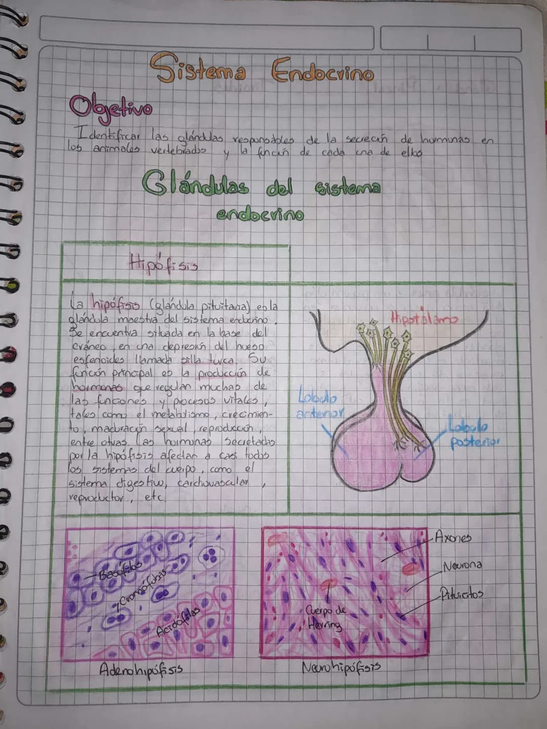 # Sistema Endocrino
Objetivo
Identificar las glándulas respunodbles de la secreción de hurmunas en
los animales vertebrados y la foncén de