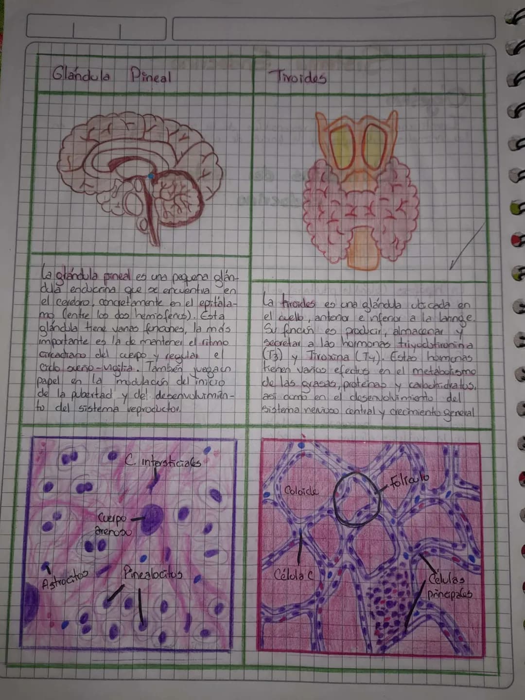 # Sistema Endocrino
Objetivo
Identificar las glándulas respunodbles de la secreción de hurmunas en
los animales vertebrados y la foncén de