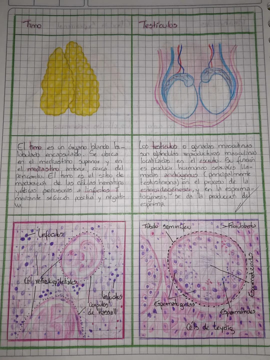 # Sistema Endocrino
Objetivo
Identificar las glándulas respunodbles de la secreción de hurmunas en
los animales vertebrados y la foncén de