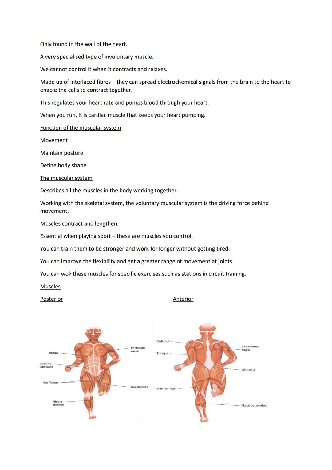 C/w
muscles
12/10/2020
Learning Objectives
All students will be able to identify various muscles of the body. (L3). All muscles. (L7-9)