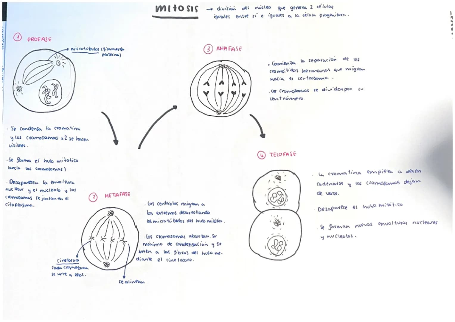 # mitosis
A
PROFASE
microtubulos (filamento.
proteina)
Se condensa la cromating
y los cromosamas x2 se hacen
visibles.
•Se Sorma el huso