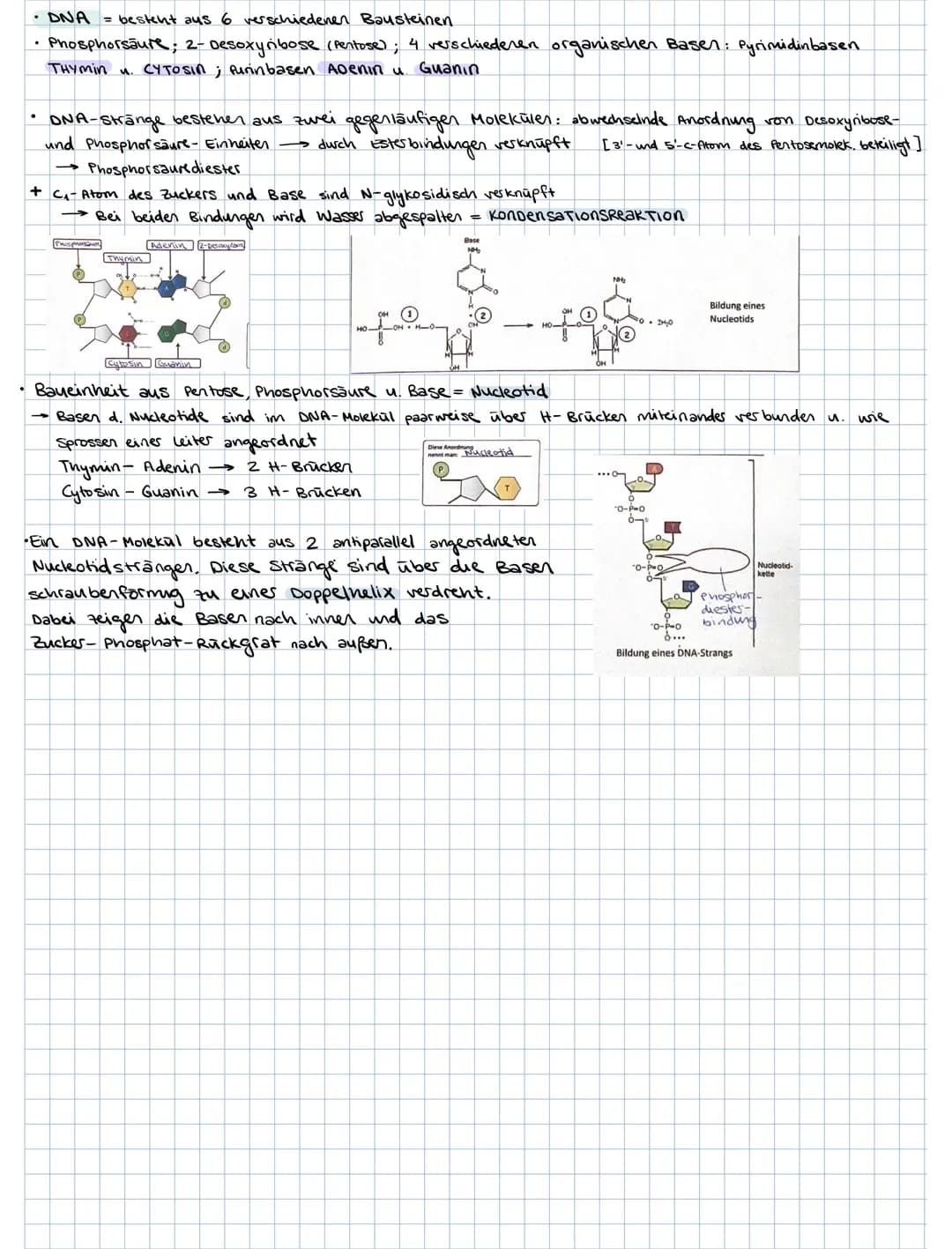 ### 3. PROTEINE
3.1. Aminosäuren als Bausteine der Proteine
Grund bausteine: 20 verschiedene AS (8 davon sind essentielle AS, d.h. der Kör
