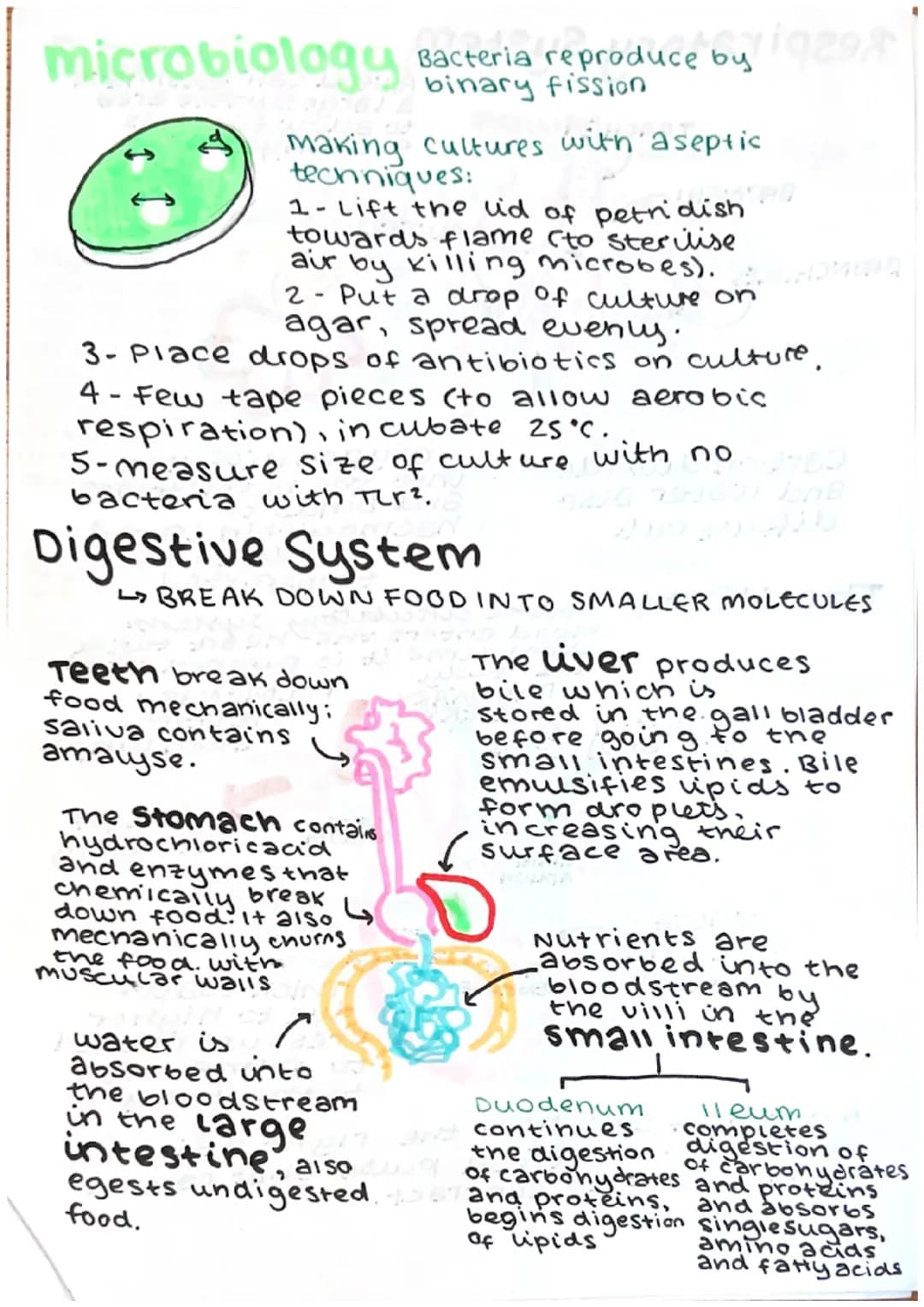 # microbiology
Bacteria reproduce b
binary fission
making cultures with aseptic
techniques:
1-Lift the lid of petridish
towards flame (to s