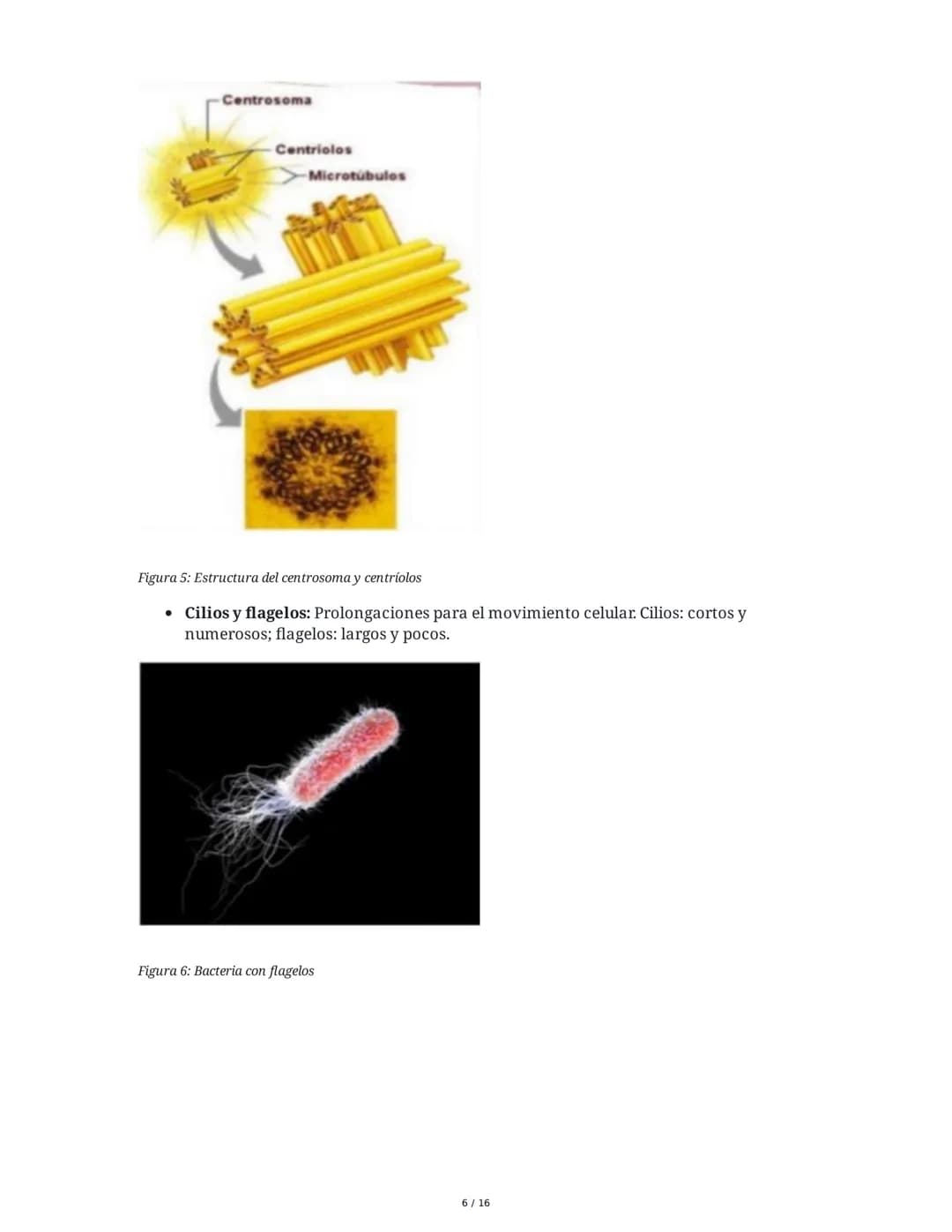 Resumen de Biología: Niveles de Organización, Células, Salud y
Enfermedad
1. Niveles de Organización de los Seres Vivos
1.1 Niveles Abiótico