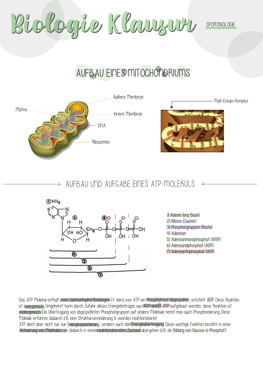 # Riologie Klausич SHBAKE
AUFBAU EINES MITOCHONDRIUMS
Matrix
Außere Membran
Innere Membran
DNA
Ribosomen
AUFBAU UND AUFGABE EINES ATP-M