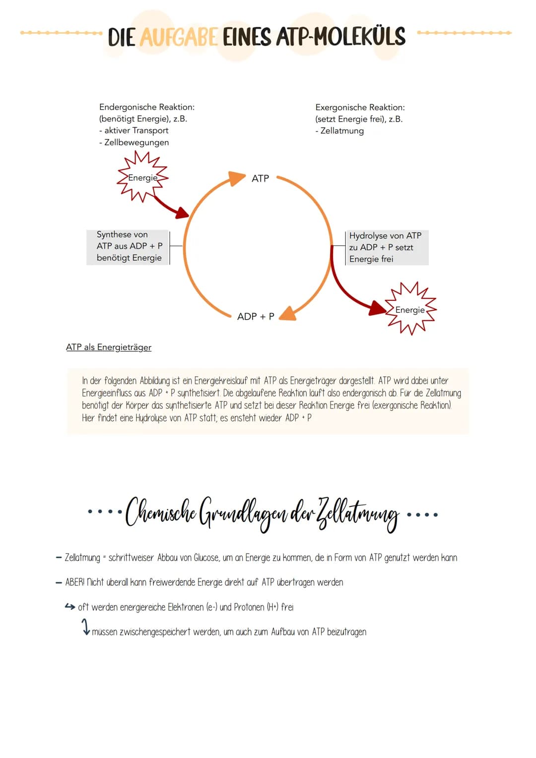 # Riologie Klausич SHBAKE
AUFBAU EINES MITOCHONDRIUMS
Matrix
Außere Membran
Innere Membran
DNA
Ribosomen
AUFBAU UND AUFGABE EINES ATP-M