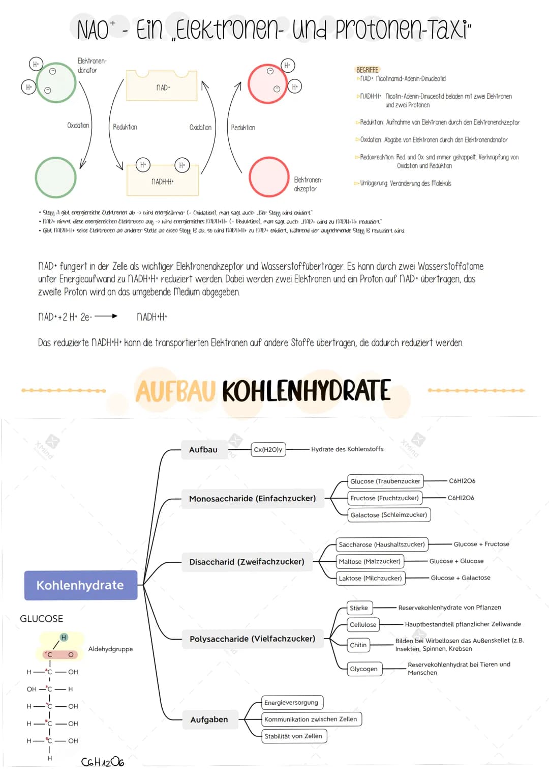 # Riologie Klausич SHBAKE
AUFBAU EINES MITOCHONDRIUMS
Matrix
Außere Membran
Innere Membran
DNA
Ribosomen
AUFBAU UND AUFGABE EINES ATP-M