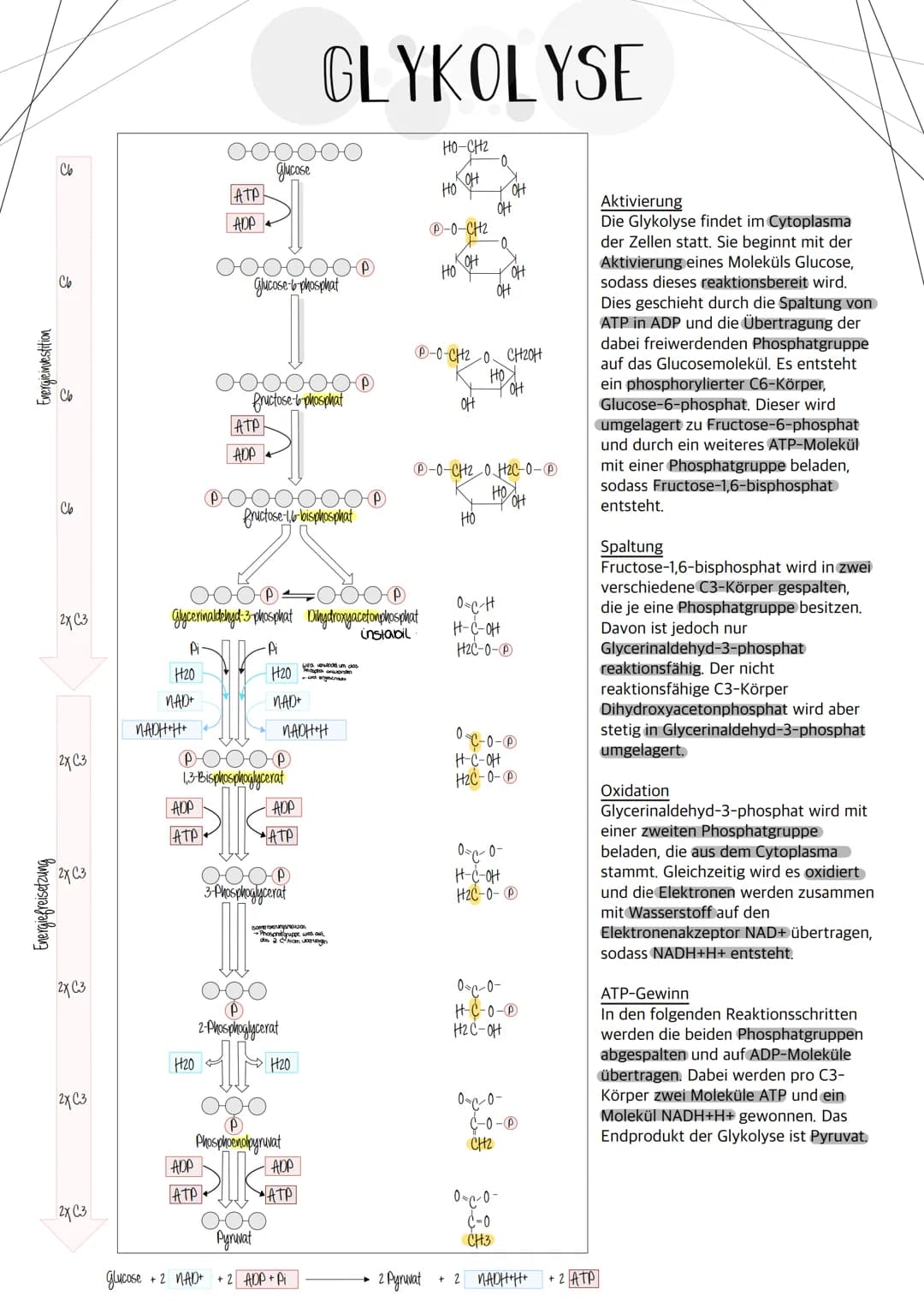 # Riologie Klausич SHBAKE
AUFBAU EINES MITOCHONDRIUMS
Matrix
Außere Membran
Innere Membran
DNA
Ribosomen
AUFBAU UND AUFGABE EINES ATP-M