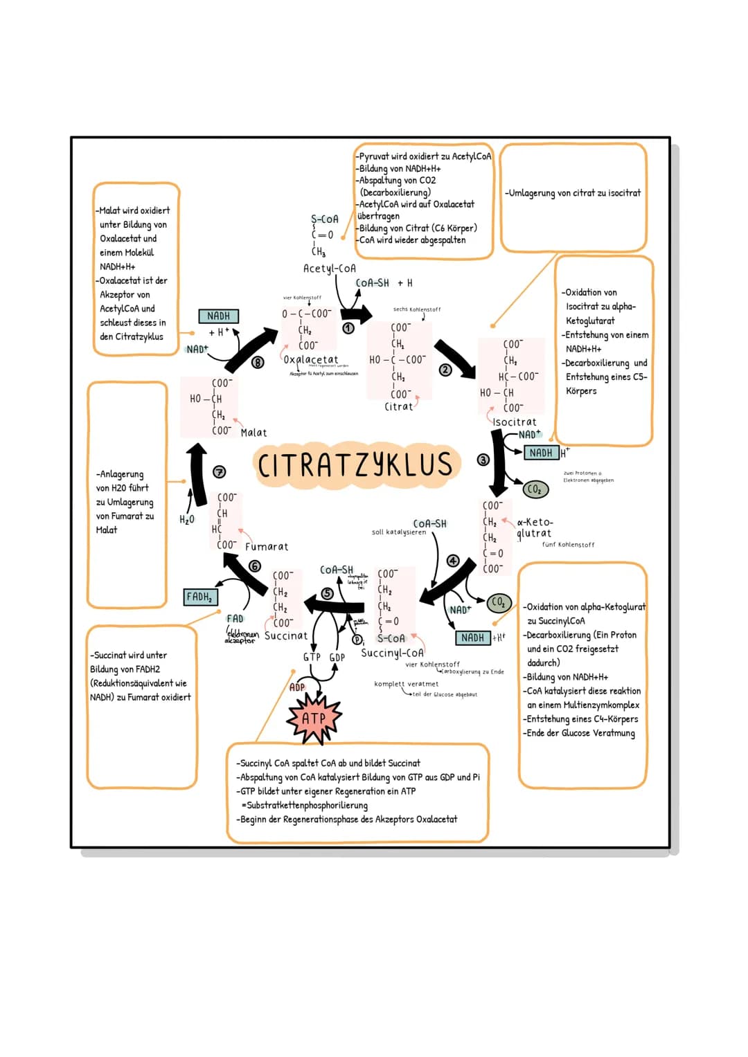 # Riologie Klausич SHBAKE
AUFBAU EINES MITOCHONDRIUMS
Matrix
Außere Membran
Innere Membran
DNA
Ribosomen
AUFBAU UND AUFGABE EINES ATP-M