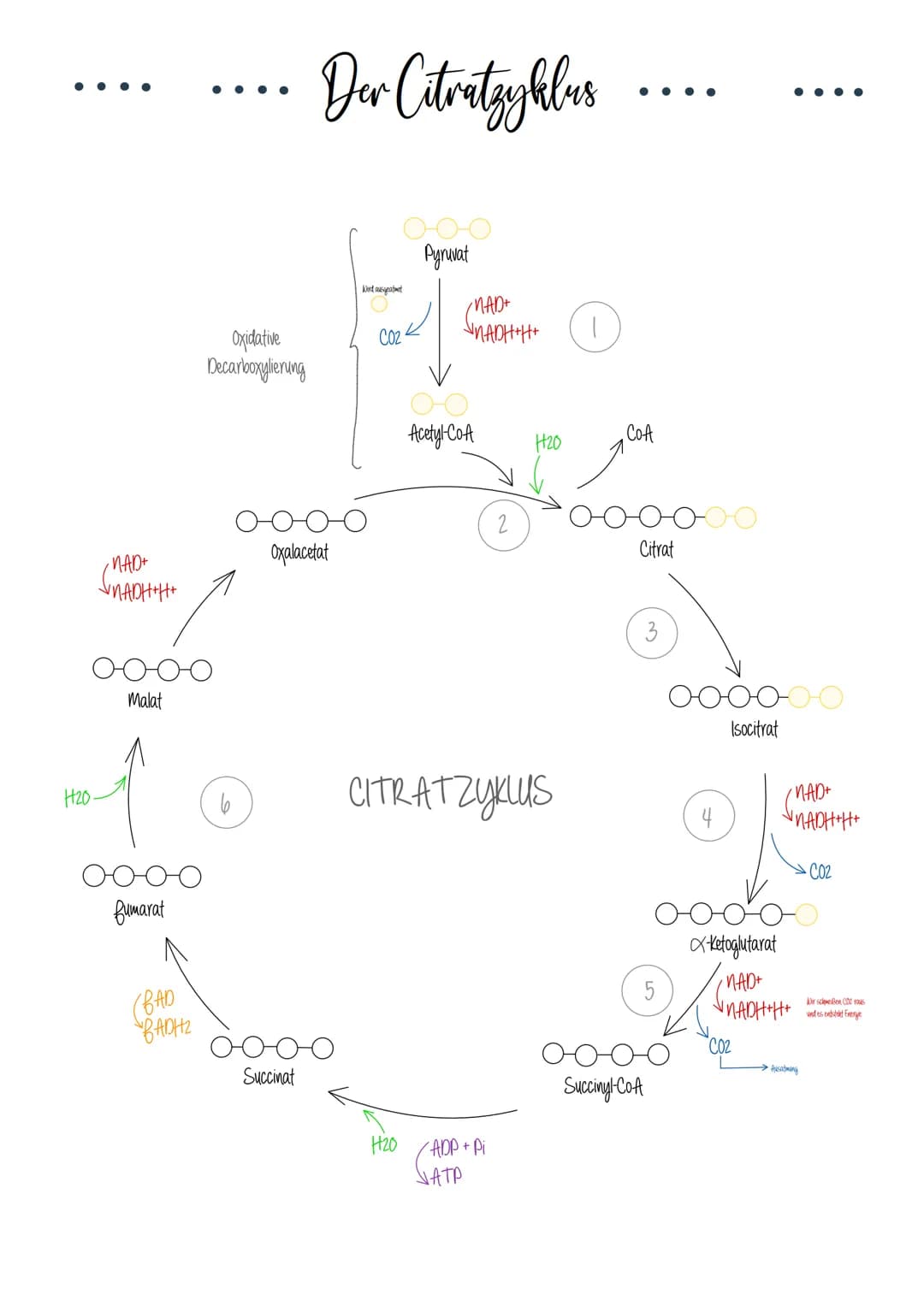 # Riologie Klausич SHBAKE
AUFBAU EINES MITOCHONDRIUMS
Matrix
Außere Membran
Innere Membran
DNA
Ribosomen
AUFBAU UND AUFGABE EINES ATP-M