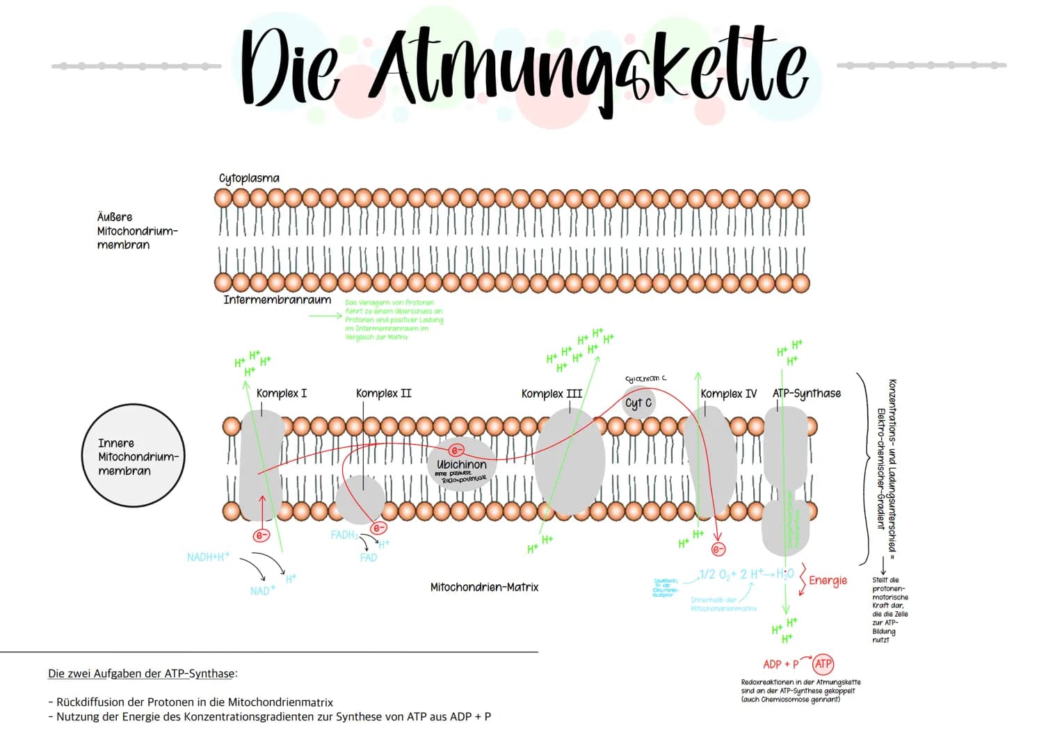 # Riologie Klausич SHBAKE
AUFBAU EINES MITOCHONDRIUMS
Matrix
Außere Membran
Innere Membran
DNA
Ribosomen
AUFBAU UND AUFGABE EINES ATP-M