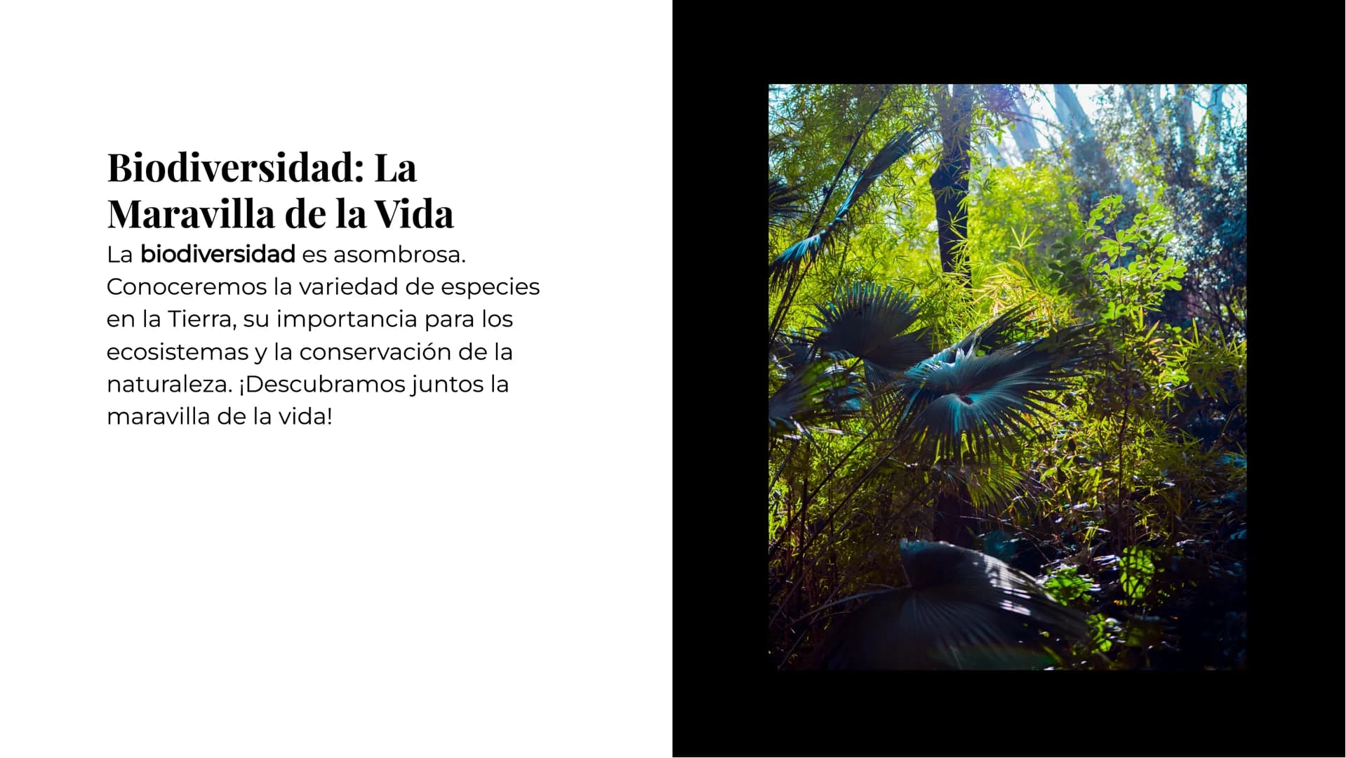 # Explorando los
# Misterios de la
# Biología # La Célula: Un Universo
Pequeño
La célula es la unidad básica de la vida.
Descubriremos sus