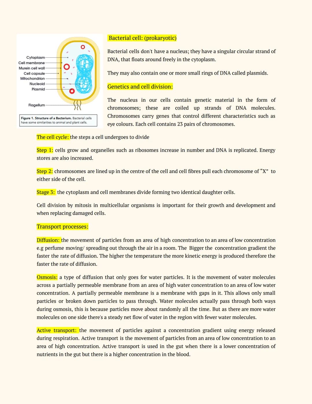 Mia haridy- GCSE revision
# Year 11
# BIOLOGY
Notes
**Cell biology:**
Cells can either be prokaryotic or eukaryotic. Eukaryotic cells ar