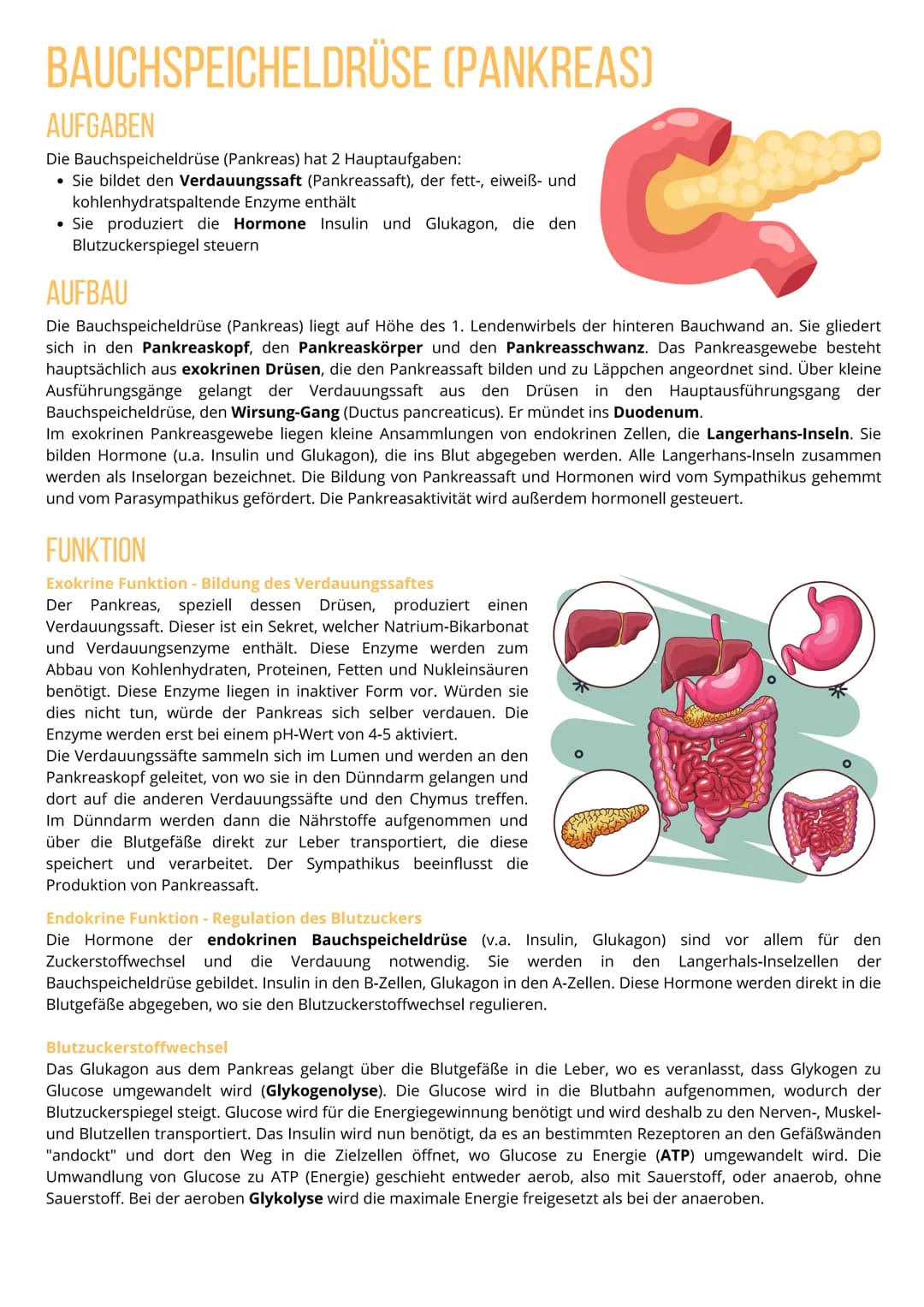 # BAUCHSPEICHELDRÜSE (PANKREAS)
AUFGABEN
Die Bauchspeicheldrüse (Pankreas) hat 2 Hauptaufgaben:
- Sie bildet den Verdauungssaft (Pankreas