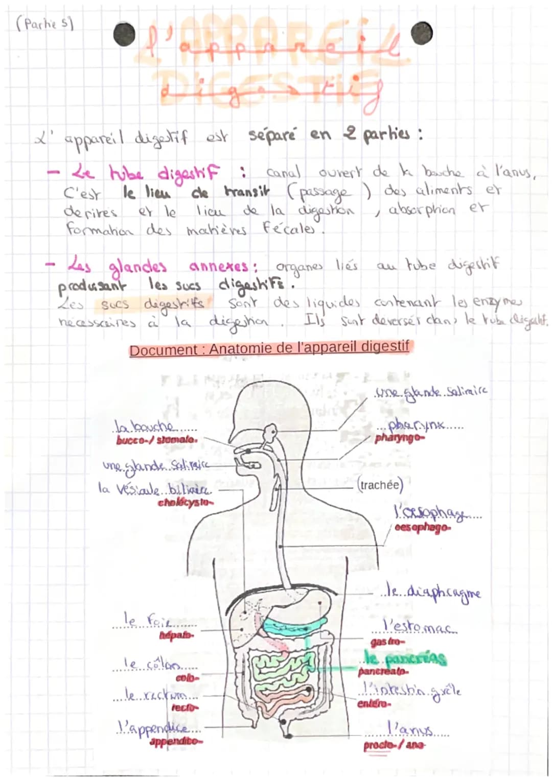 (Parke 5)
# l'appareil
## Digestif
X' appareil digestif est séparé en 2 parties :
- Le tube digestif : canal ouvert de ke bouche à l'anus,