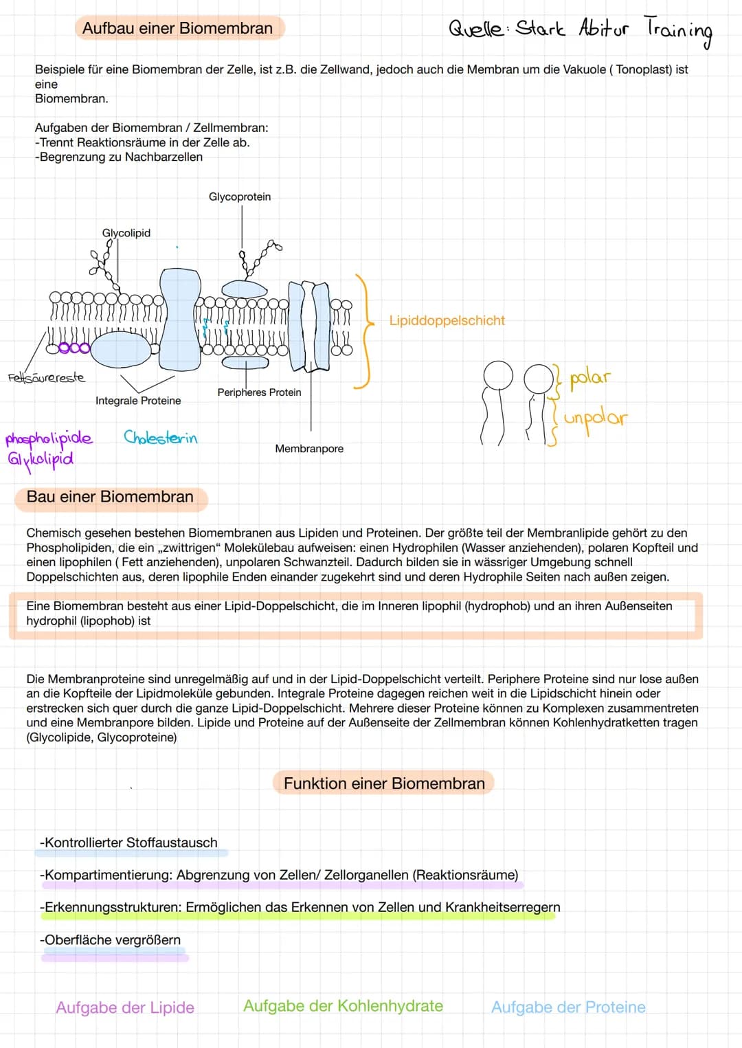 # Aufbau einer Biomembran
Quelle: Stark Abitur Training
Beispiele für eine Biomembran der Zelle, ist z.B. die Zellwand, jedoch auch die Mem