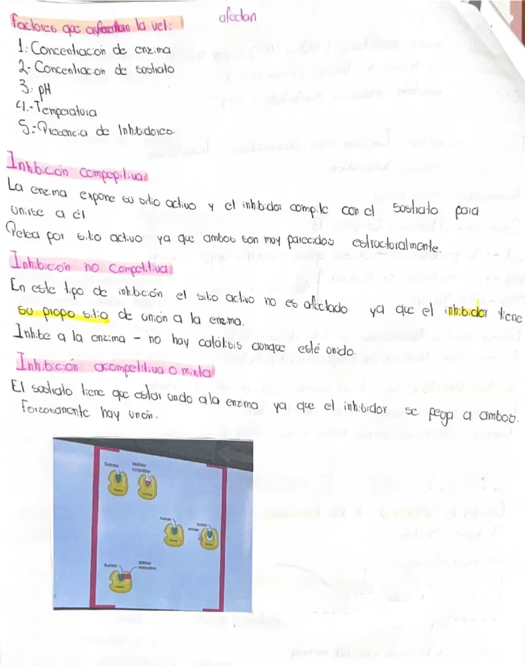 # Proteinas aminoácidos, peptidos.
Riomdecolas más abundantes las proteinas
Reflejo de ADN que los codifica
Vitales para el funcionamiento d