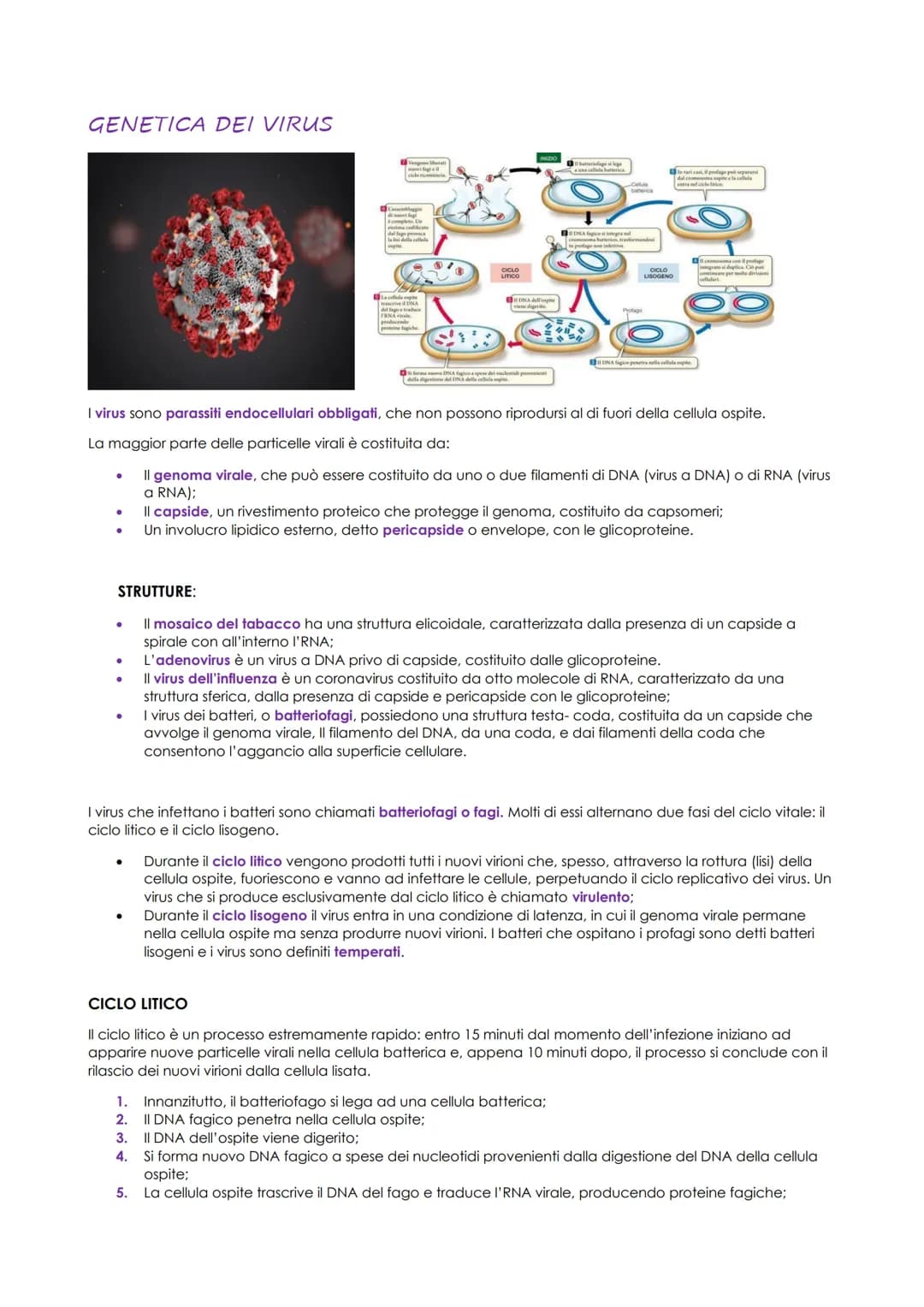 # GENETICA DEI VIRUS
I virus sono parassiti endocellulari obbligati, che non possono riprodursi al di fuori della cellula ospite.
La maggi