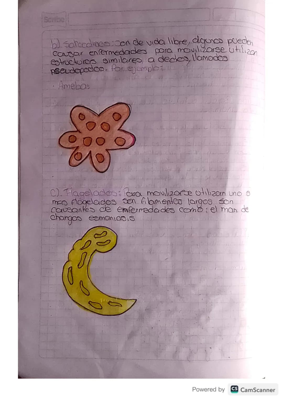 12. 02. 2A
Clanobadenas-Protogoos
Scribe
Son las unicas bacterias capaces de realizar la
Fotosintesis, son procariotas responsables de la
a