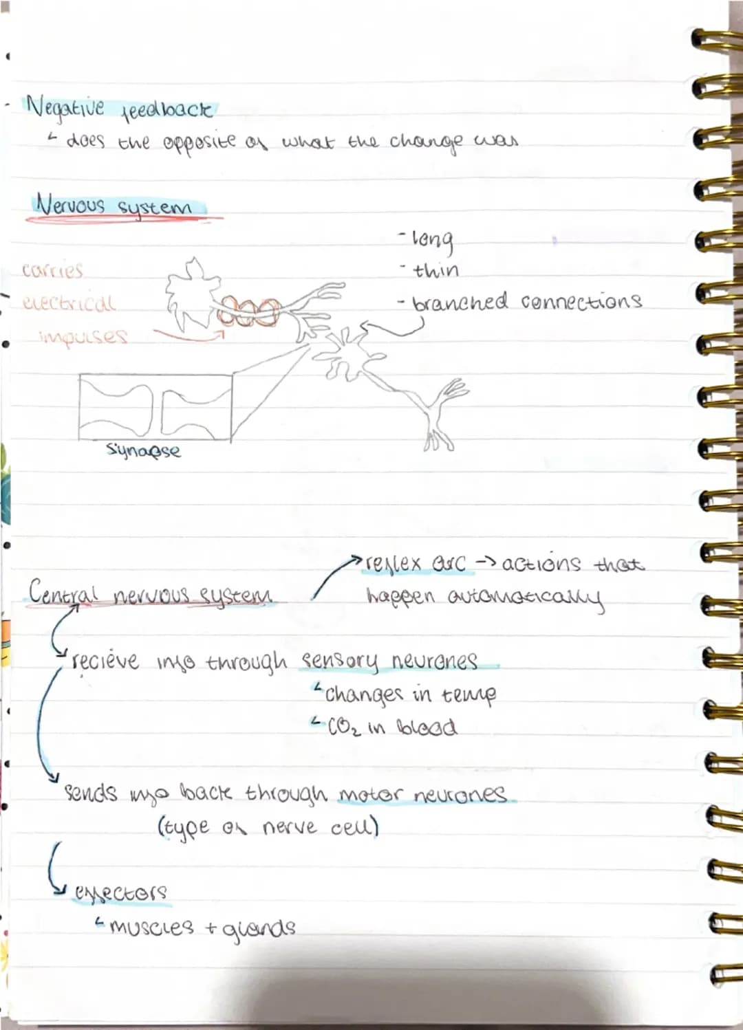 Homeostatis
maintaining a stable internal
environment in response to both internal
and external conditions.
Receptors (e.g. temperature cha