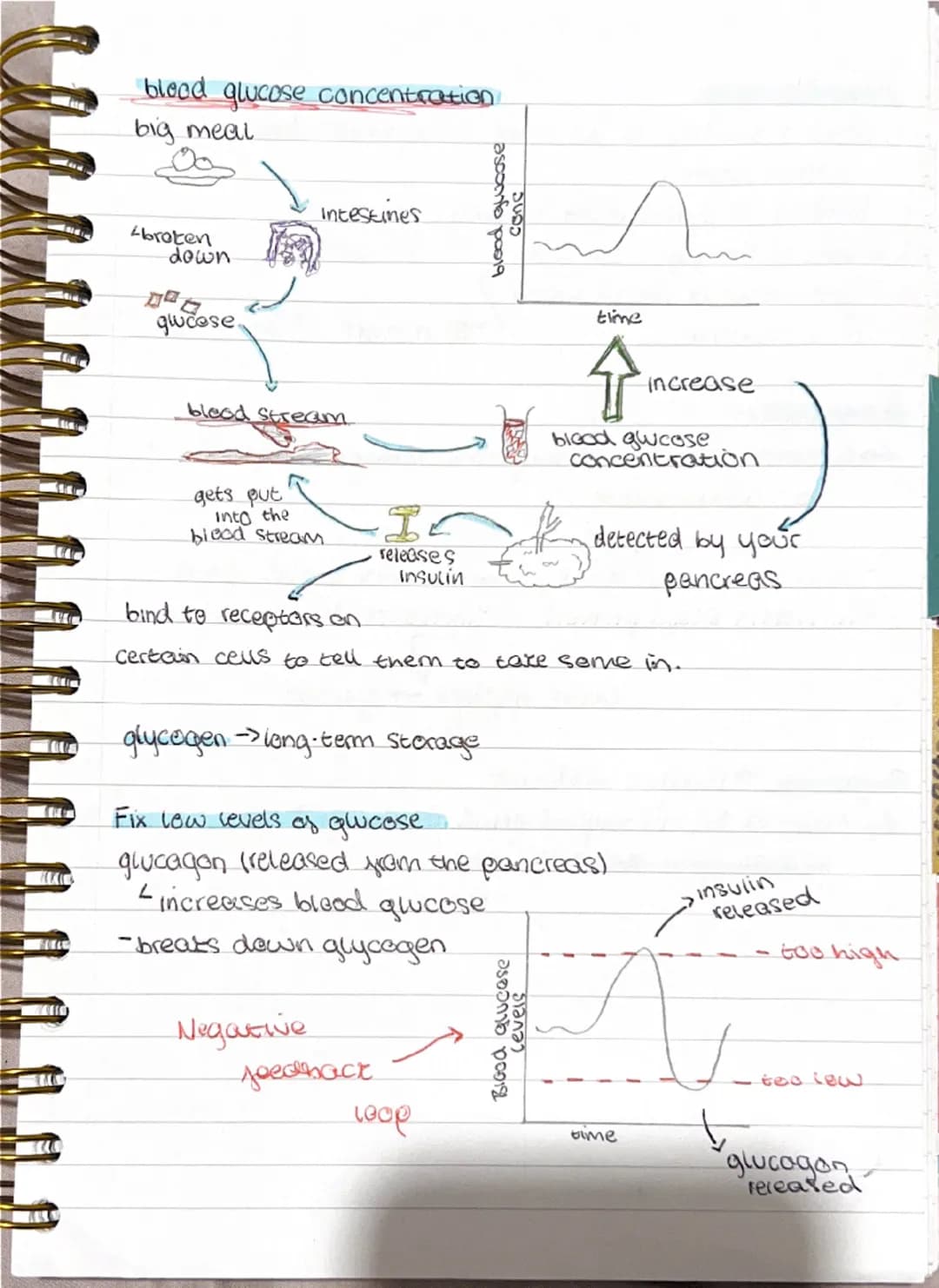 Homeostatis
maintaining a stable internal
environment in response to both internal
and external conditions.
Receptors (e.g. temperature cha