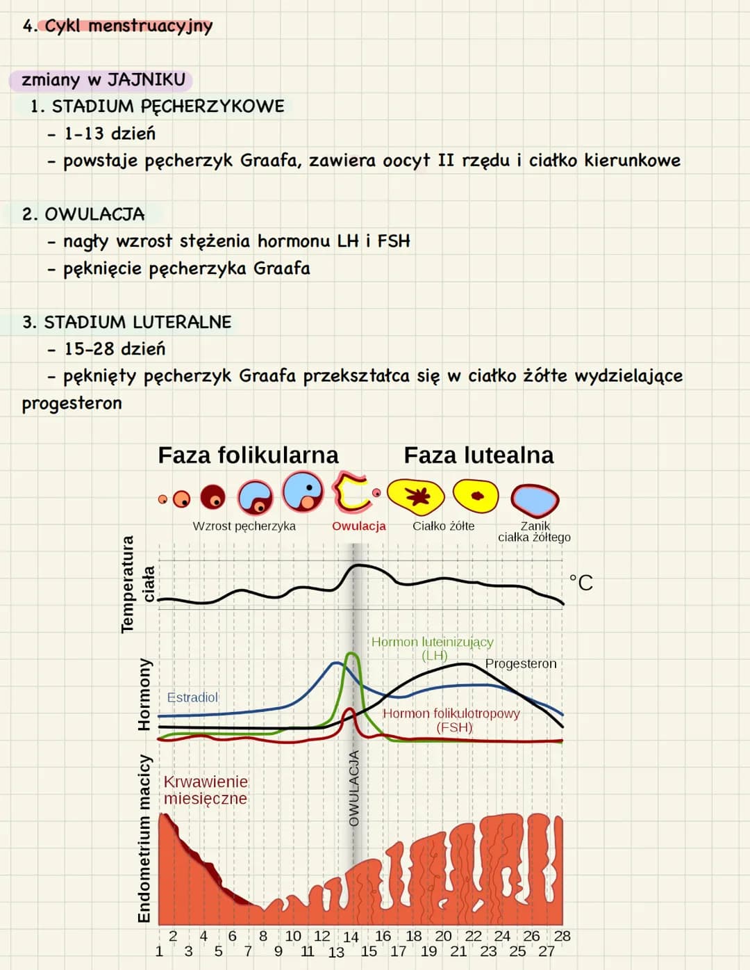 # 3. Budowa i funkcje żeńskich narządów
rozrodczych
1. Funkcje:
* produkcja oocytów II rzędu
* stworzenie w trakcie ciąży warunków do