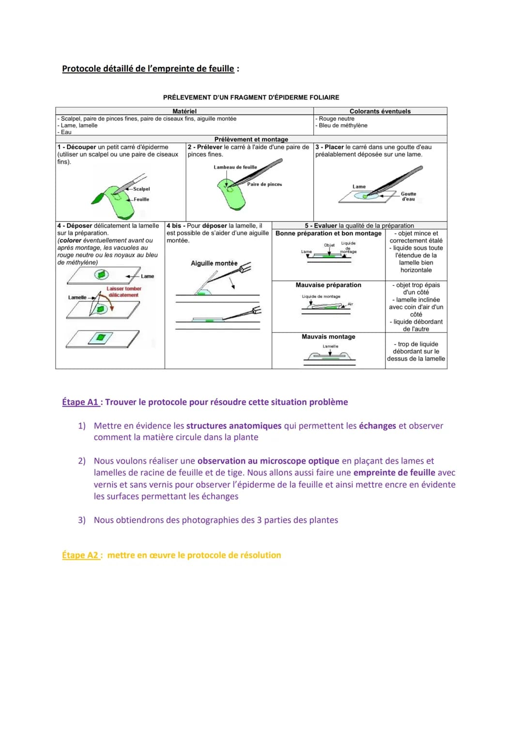 Exemple de TP sur l'observation au microscope de racine, de feuille et de tige avec la
réalisation d'une empreinte de feuille d'épiderme de
