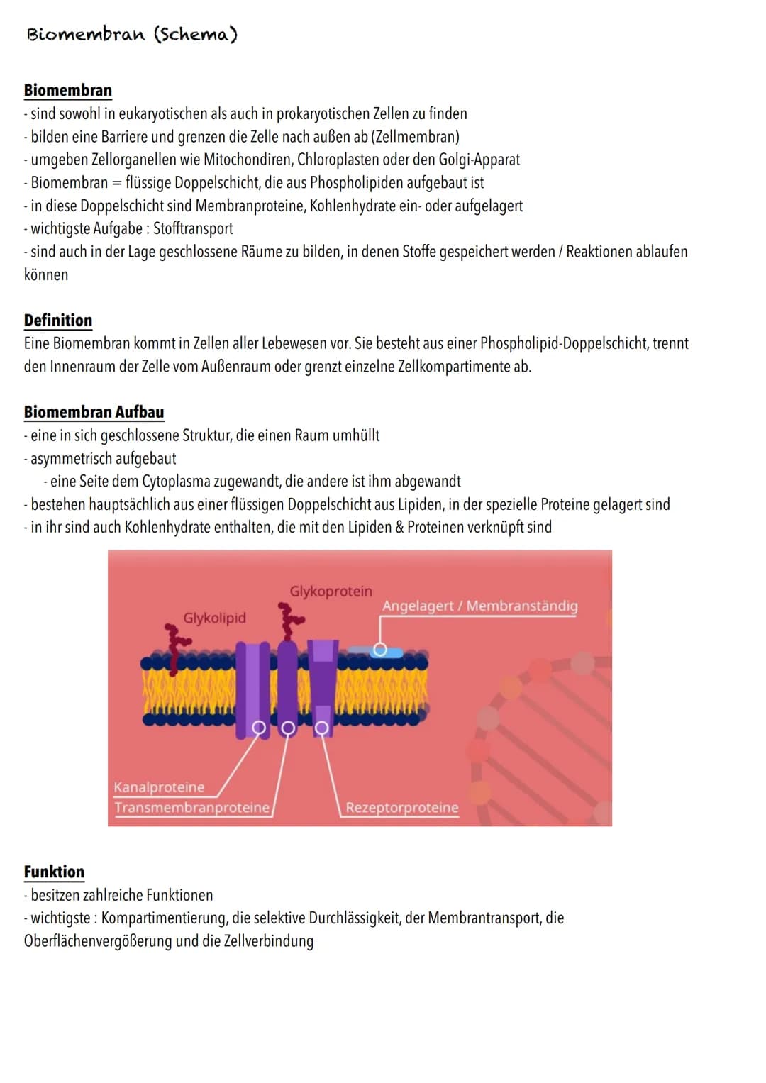 E-Phase
Zellbiologie # BIOLOGY Abitur Checkliste - Themenübersicht
Struktur und Funktion von Zellen
Organisationsstufen und Kennzeichen de