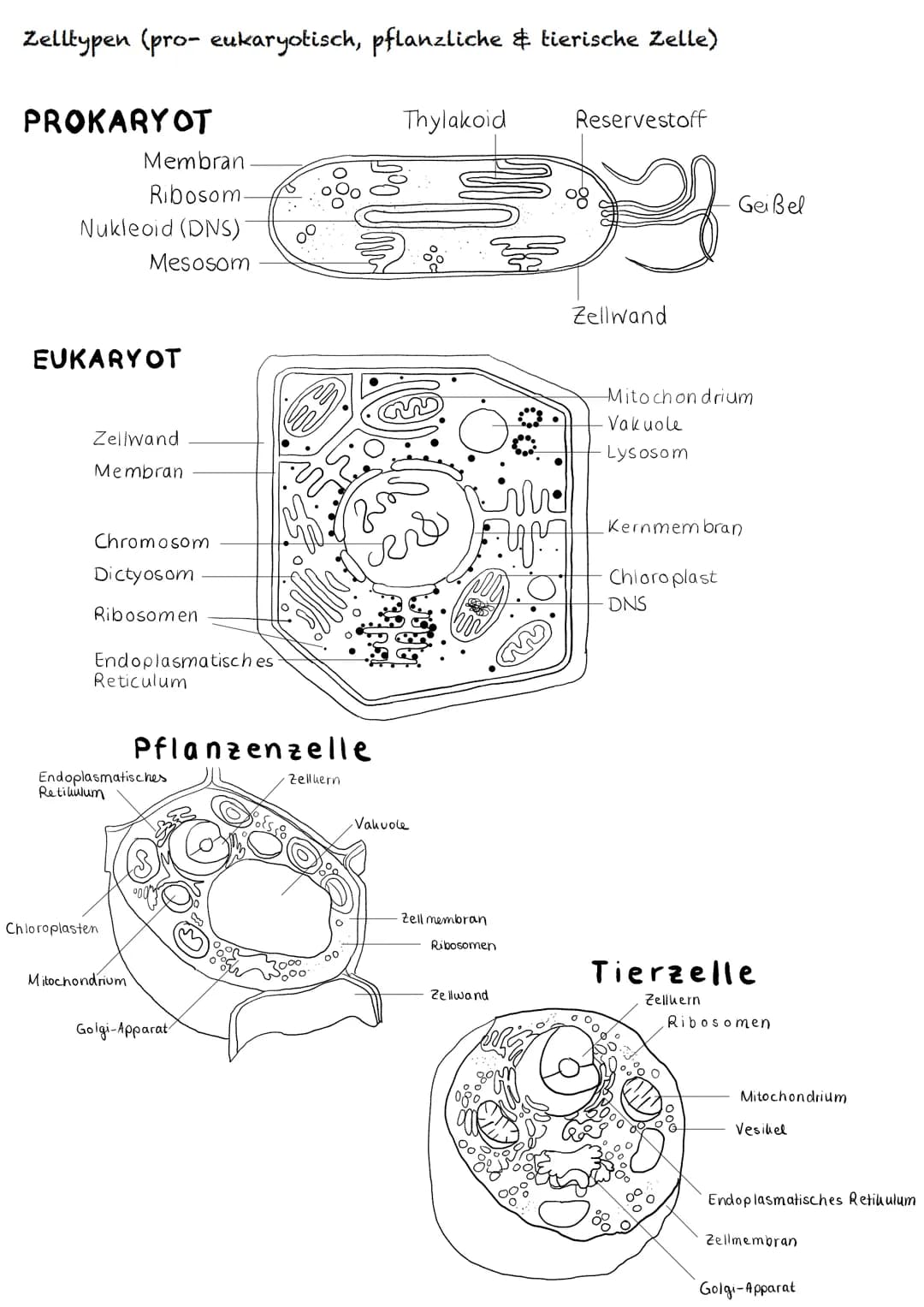 E-Phase
Zellbiologie # BIOLOGY Abitur Checkliste - Themenübersicht
Struktur und Funktion von Zellen
Organisationsstufen und Kennzeichen de