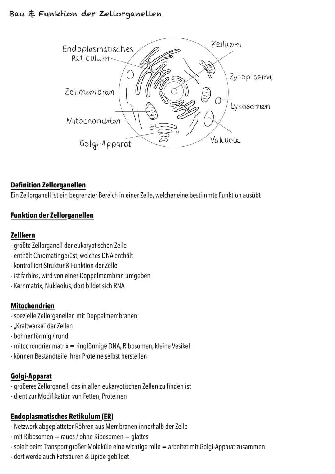 E-Phase
Zellbiologie # BIOLOGY Abitur Checkliste - Themenübersicht
Struktur und Funktion von Zellen
Organisationsstufen und Kennzeichen de