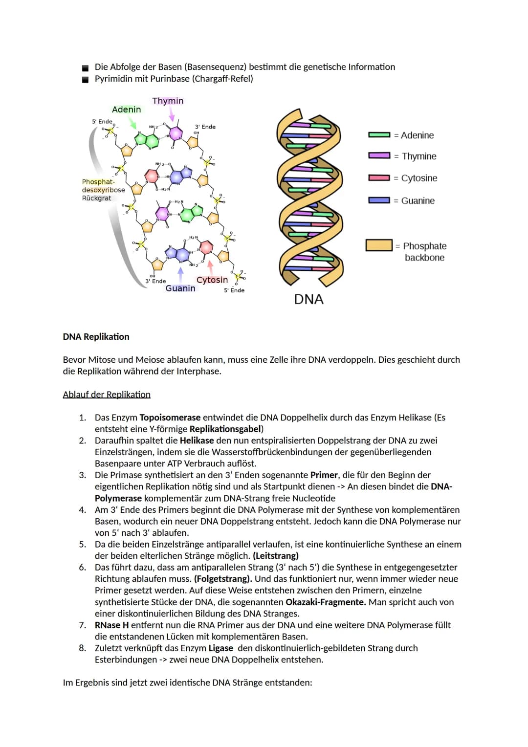 # Aufbau der DNA
Nucleinsäuren
Ein Nukleotid ist ein Grundbaustein von Nukleinsäuren (DNA und RNA). Viele Arten von Nukleotiden
haben lebe