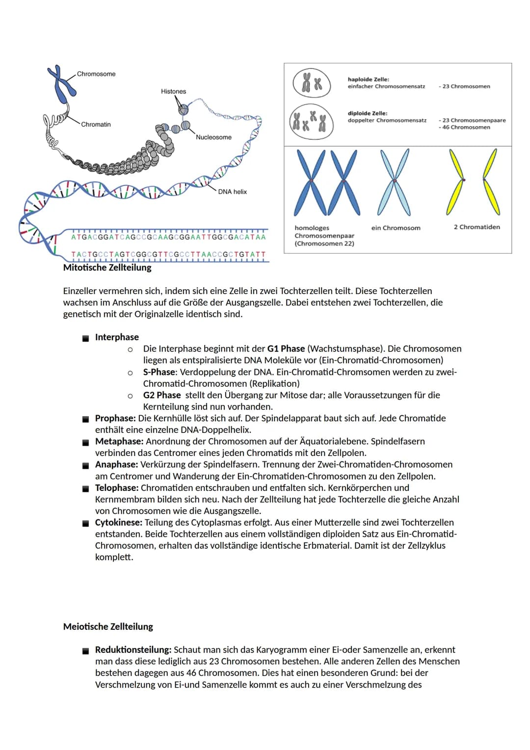 # Aufbau der DNA
Nucleinsäuren
Ein Nukleotid ist ein Grundbaustein von Nukleinsäuren (DNA und RNA). Viele Arten von Nukleotiden
haben lebe