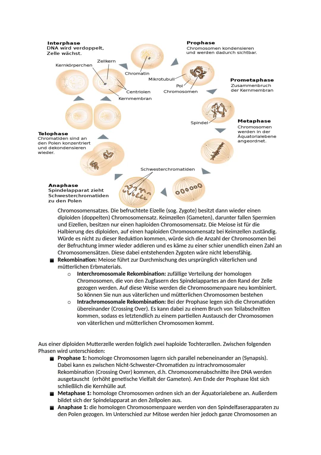 # Aufbau der DNA
Nucleinsäuren
Ein Nukleotid ist ein Grundbaustein von Nukleinsäuren (DNA und RNA). Viele Arten von Nukleotiden
haben lebe