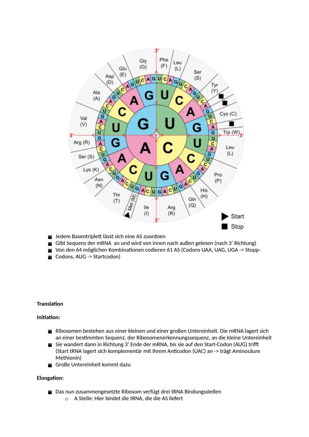 # Aufbau der DNA
Nucleinsäuren
Ein Nukleotid ist ein Grundbaustein von Nukleinsäuren (DNA und RNA). Viele Arten von Nukleotiden
haben lebe
