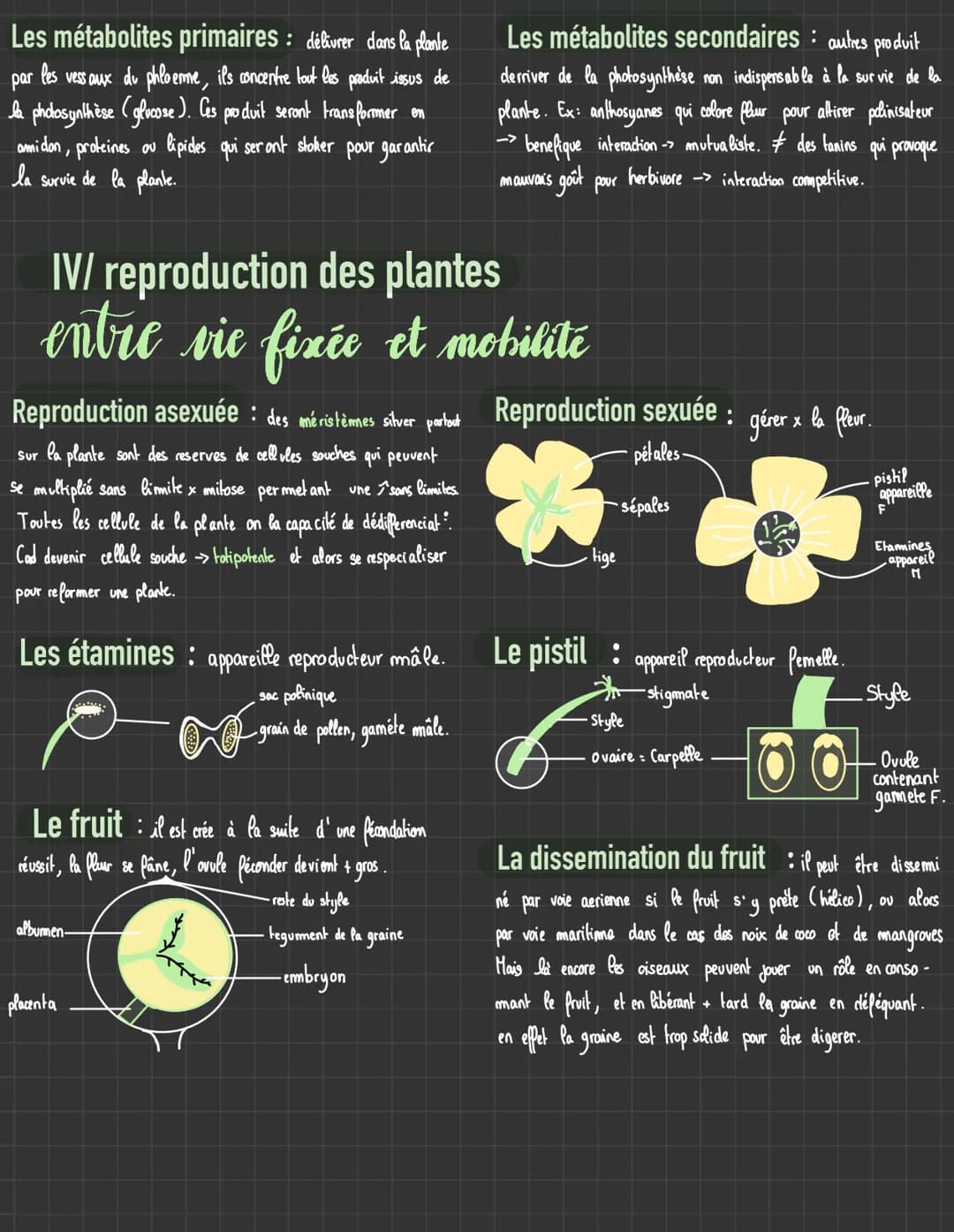 # Plantes sauvages
sequence 2
I/ La plante productrice de matière organique
les rigetaux chlorophylliens
La photosynthèse : permet aux v