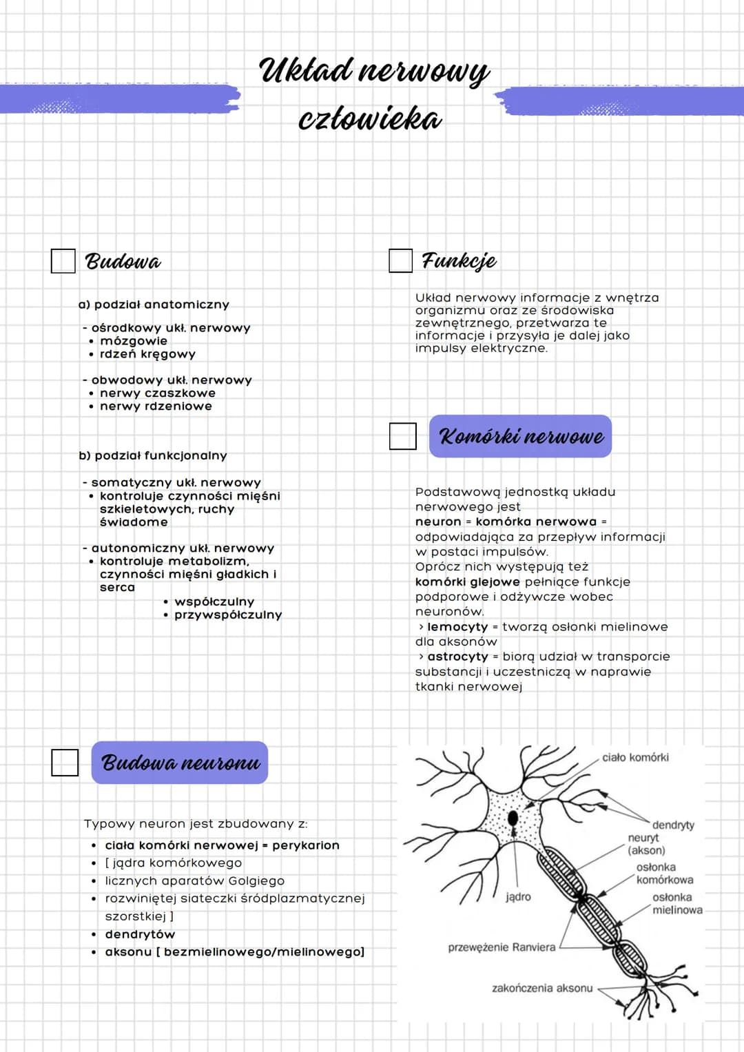 # Układ nerwowy
## człowieka
Budowa
a) podział anatomiczny
- ośrodkowy ukł. nerwowy
- mózgowie
- rdzeń kręgowy
- obwodowy ukł. nerwow