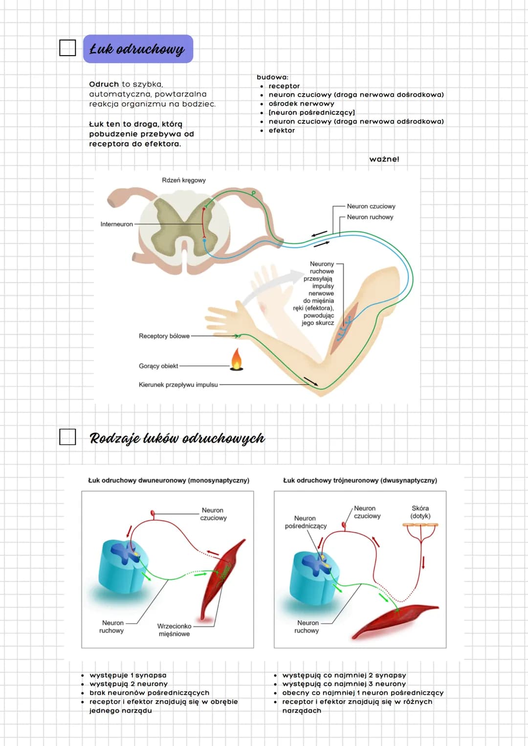 # Układ nerwowy
## człowieka
Budowa
a) podział anatomiczny
- ośrodkowy ukł. nerwowy
- mózgowie
- rdzeń kręgowy
- obwodowy ukł. nerwow