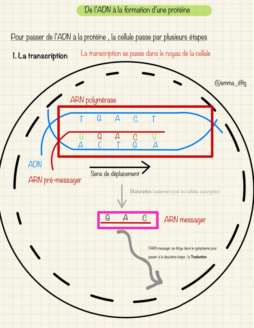 # De l'ADN à la formation d'une protéine
Pour passer de l'ADN à la protéine, la cellule passe par plusieurs étapes
1. La transcription
La