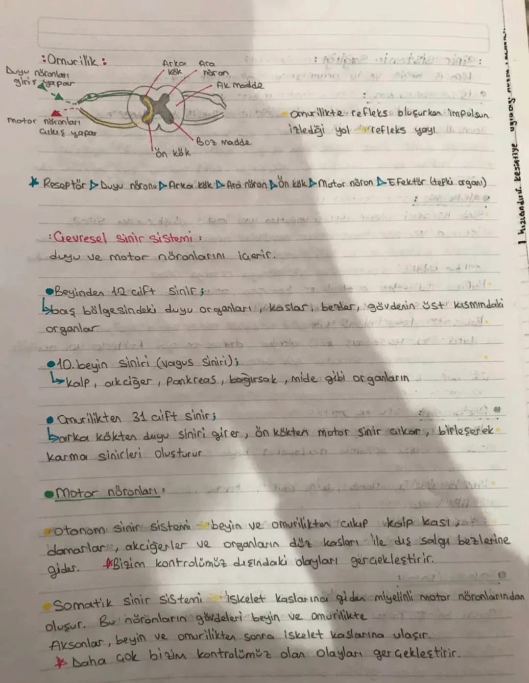 SİNİR SİSTEMİ
:
:Sinir sistemi yapısı.
•Canlının dış cievre ve organizma arasındakı ilişkisini sağlayan sistemdir.
•Sinir sistemini oluştura
