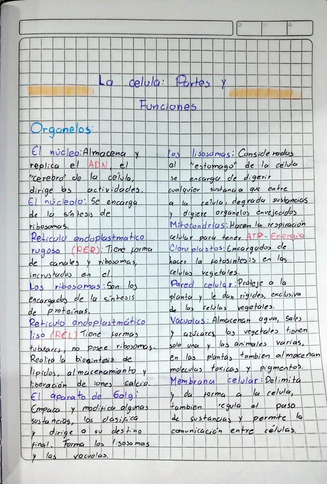 Organelos
La celula: Partes y
Funciones
El núcleo: Almacena y
replica el ADN, el
"Cerebro de la célula,
dirige las actividades.
El núcleol