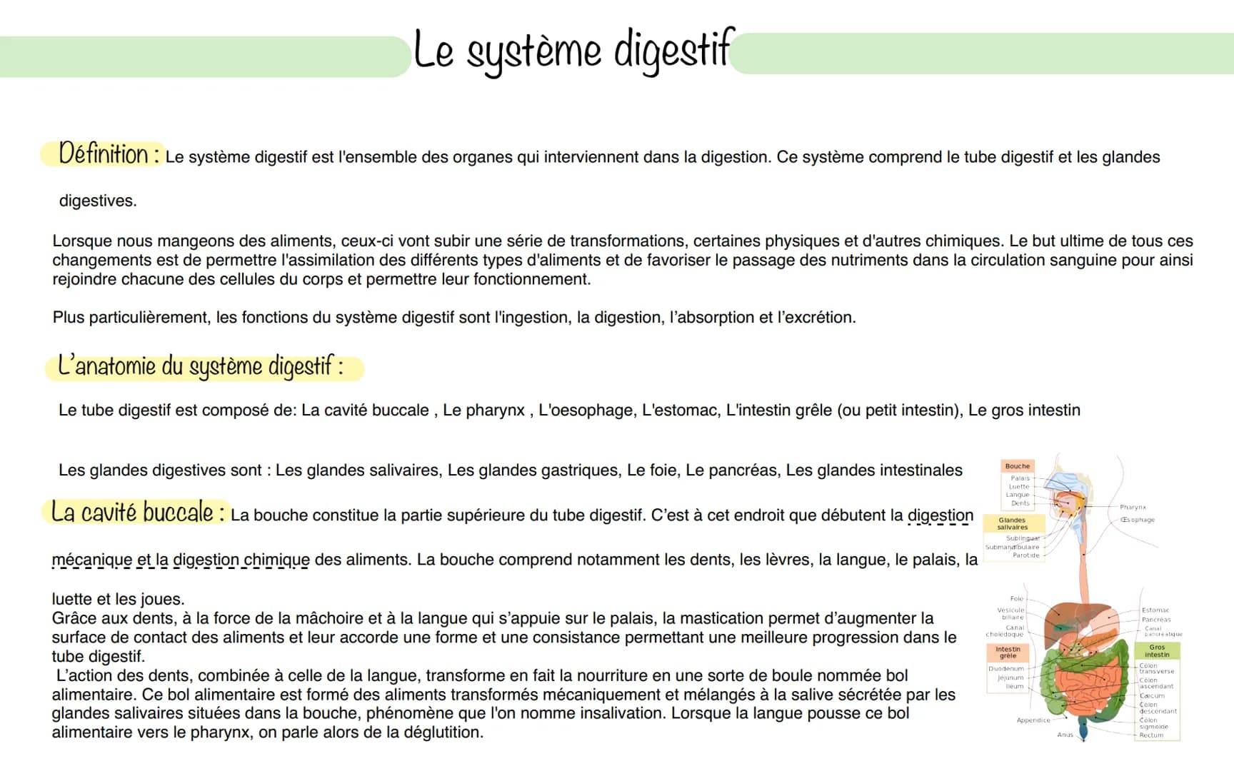 # Le système digestif
Définition: Le système digestif est l'ensemble des organes qui interviennent dans la digestion. Ce système comprend l