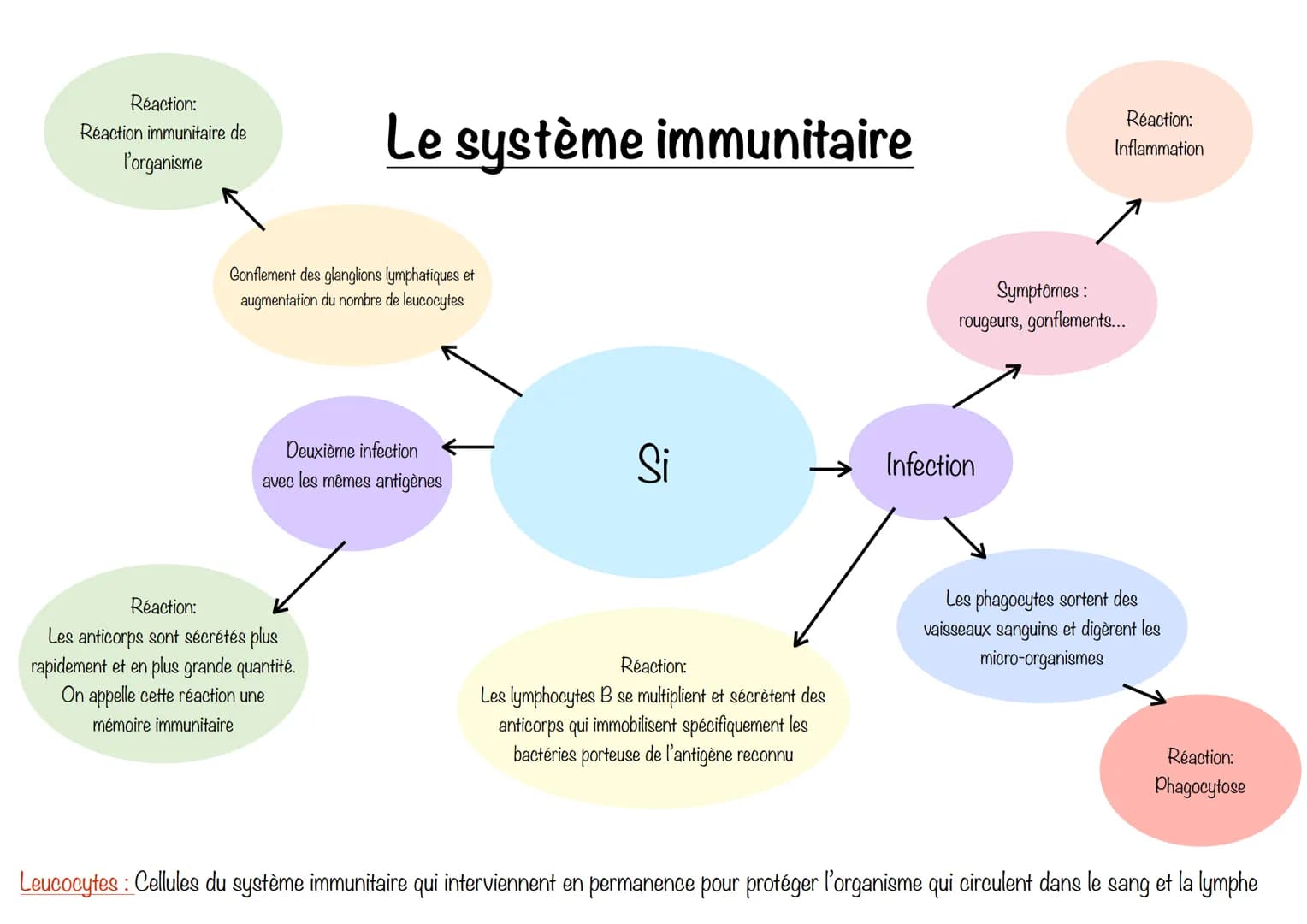 Réaction:
Réaction immunitaire de
l'organisme
# Le système immunitaire
Gonflement des glanglions lymphatiques et
augmentation du nombre de